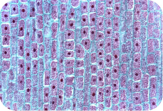 Tissue engineering - growing cells in three dimensions for the advancement of medicine