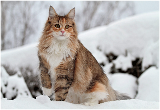 Housing a Norwegian Forest Cat or Wegie