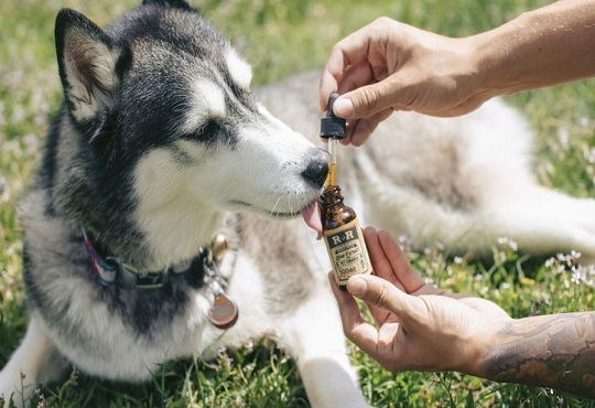 Factors to Consider Before Using CBD Oil for Dogs