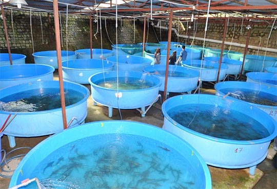 Balancing Consumer Demand And Supply Shortage With Sustainable Aquaculture